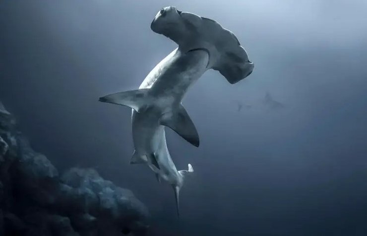 акула молот, акула, канарские острова, акула на пляже