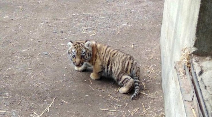 Тигренок, родившийся в одесском зоопарке