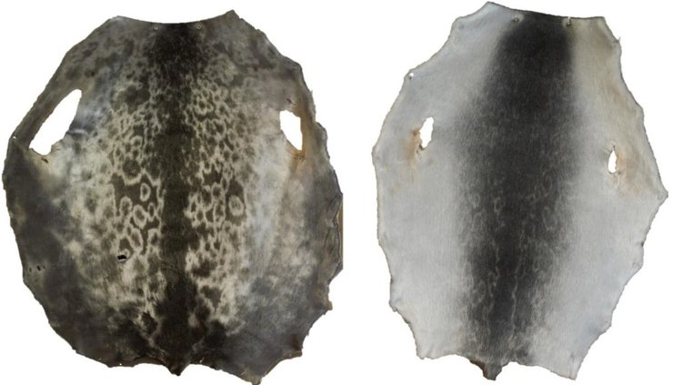 тюлени кангиа