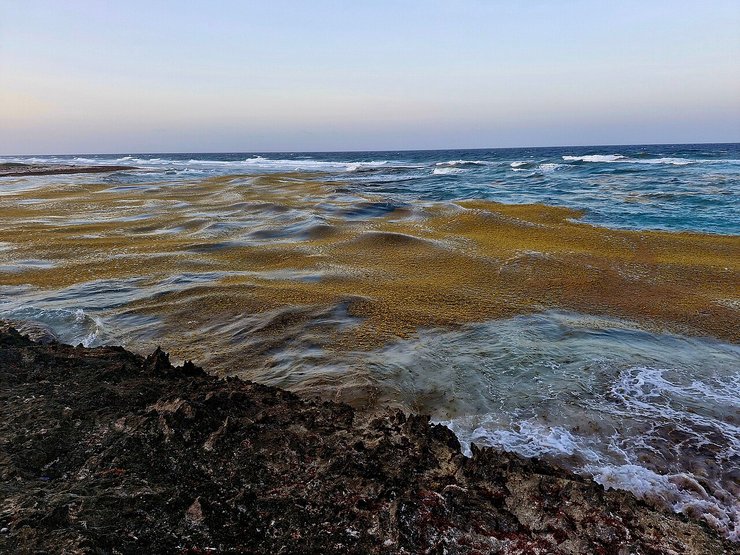 Sargassum распространяется на поверхности моря