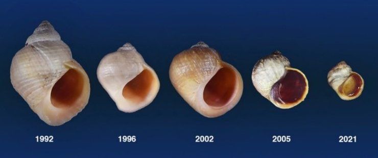 эволюция морская улитка