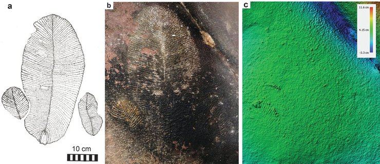 дикинсонии, пещера, окаменелости