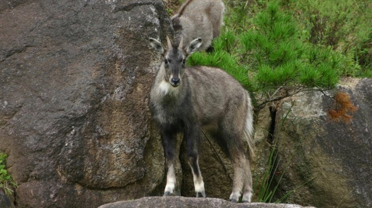 длиннохвостый горал