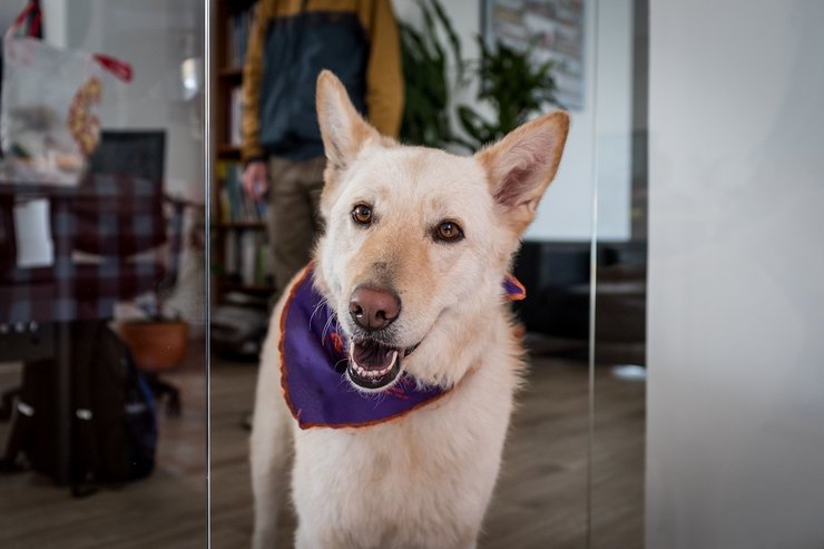 pet-friendly офіс, ринок праці, домашні улюбленці в офісі, домашні улюбленці на робочому місці