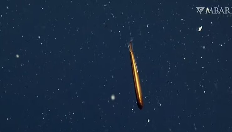 рыба дракон