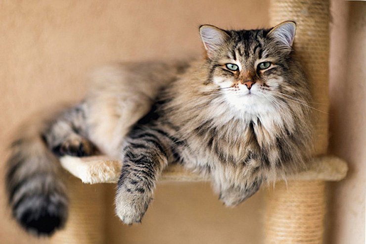 сибірська кішка, коти, кішки