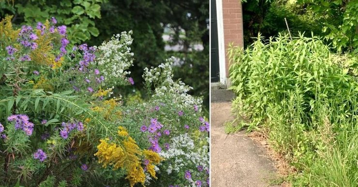 Сад с высокими растениями, высокие растения, сорняки, штраф за растения, рай для бабочек, растения во дворе, эхинацея