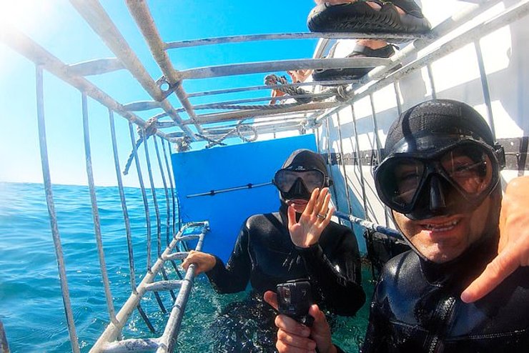 Исследователи больших белых акул