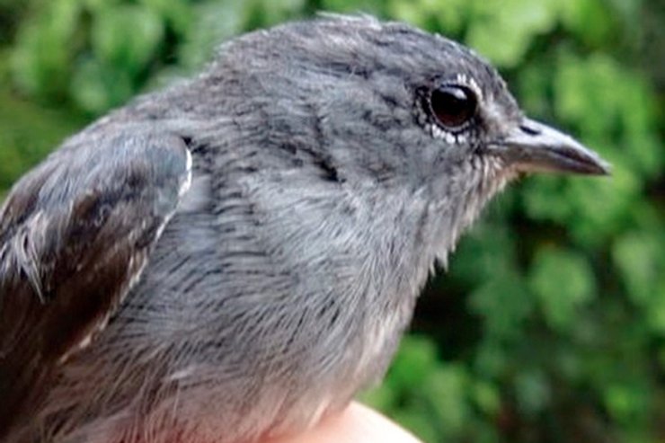 очковый цветоед, новый вид, фото