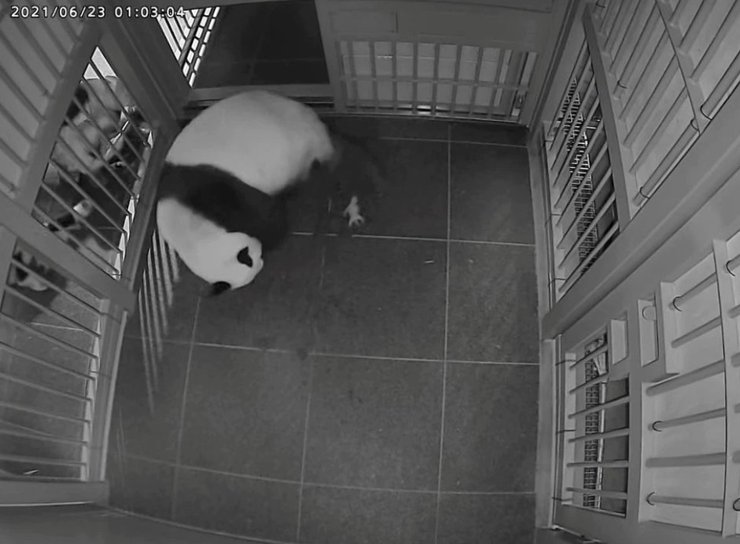 панда, зоопарк уэно