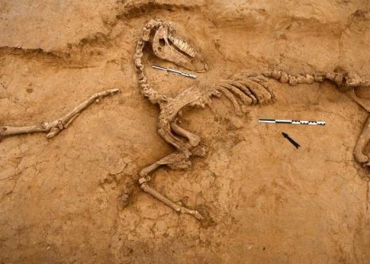 кости битва при ватерлоо