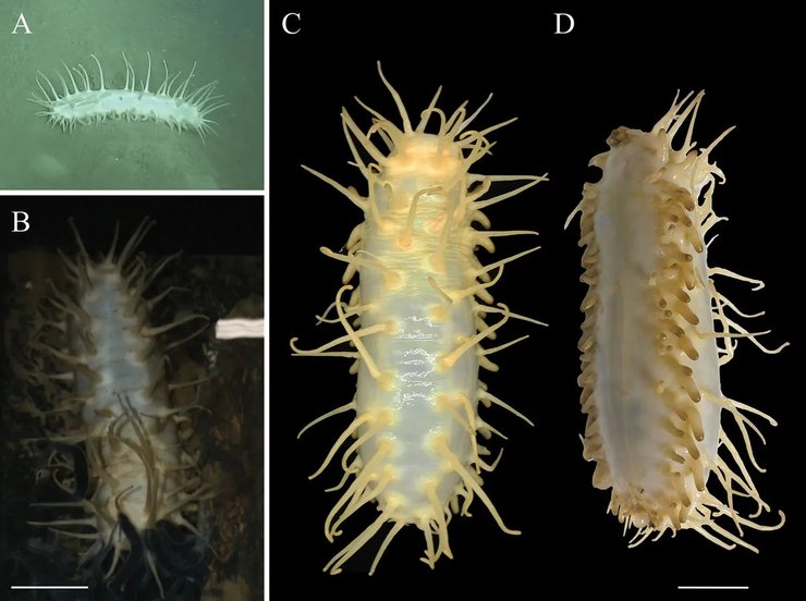 морський огірок новий вид