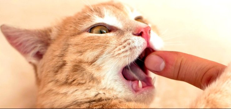 Рудий кіт, кіт