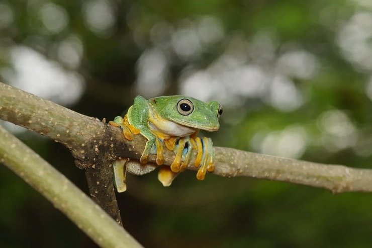 літаюча жаба