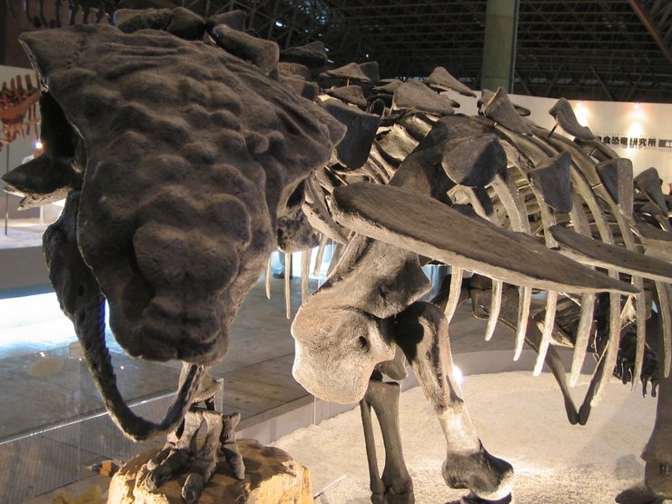 Mymoorapelta maysi, тиреофор, скелет