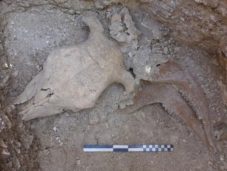 Рештки, тварина, фото