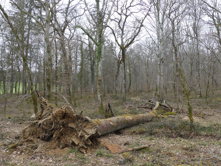 нотр дам, дубы