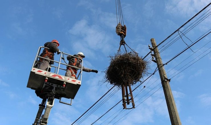 аисты, охрана природы, ДТЭК, искусственные гнезда