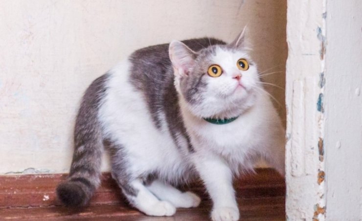 Кошка из Баварии, хозяйка случайно отправила кошку в посылке Испуганная кошка с большими глазами после того, как её случайно отправили в посылке и спасли