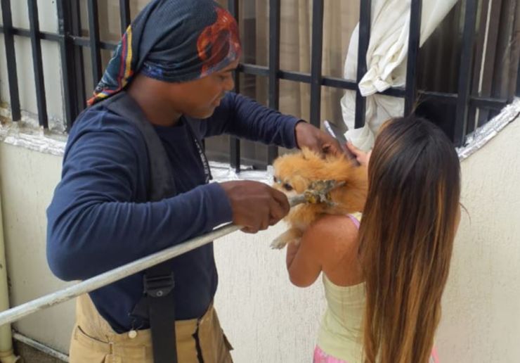 Собака выпал с 12 этажа и выжил, как ему это удалось, спасение песика, померанский шпиц, курьезы