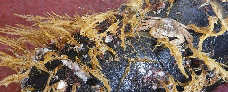 Велика тихоокеанська сміттєва пляма, тварини, рослини