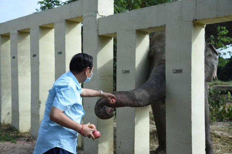 азиатский слон, слон Кааван, самый одинокий слон в мире, Камбоджа, слоны в Камбодже, защита животных, слоновий заповедник, слоновий питомник, Шер и слон Кааван