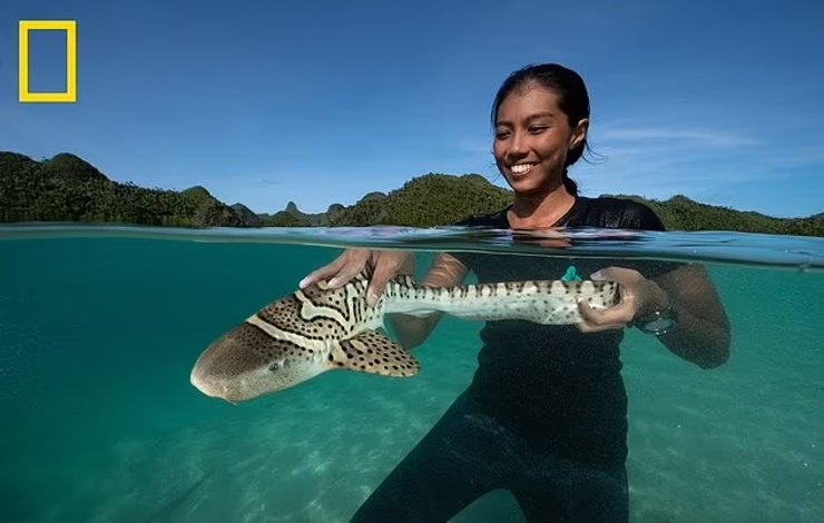 акула зебра