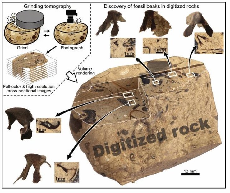 Процес цифрового розкопування копалин