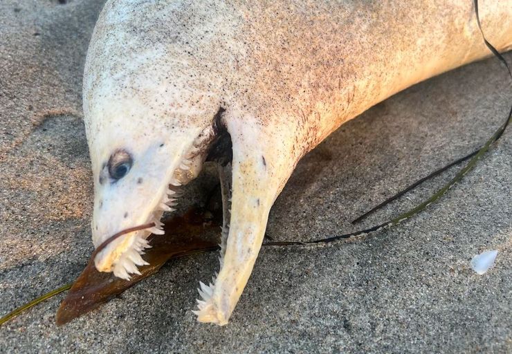 В США на пляже нашли загадочное морское существо, некоторым оно напоминает динозавра, но эксперты утверждают, что это обычная мурена