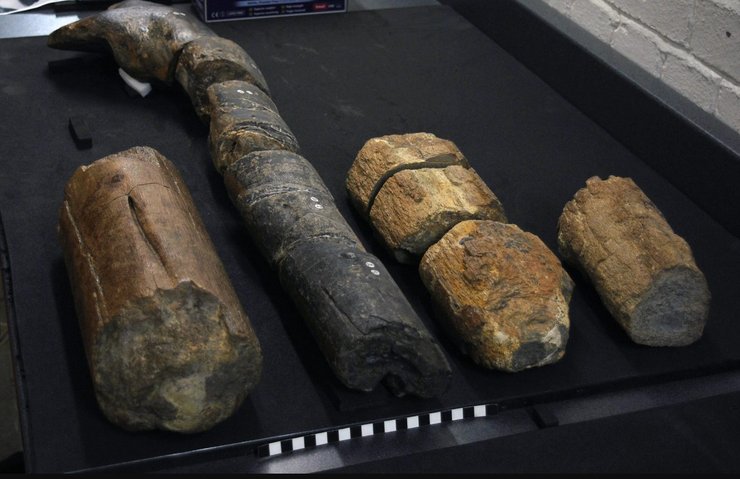 ихтиозавр окаменелые кости