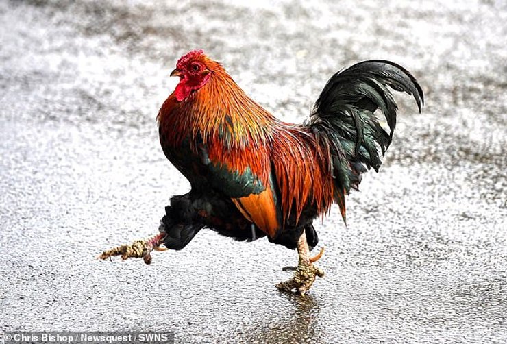 Одичавшие куры