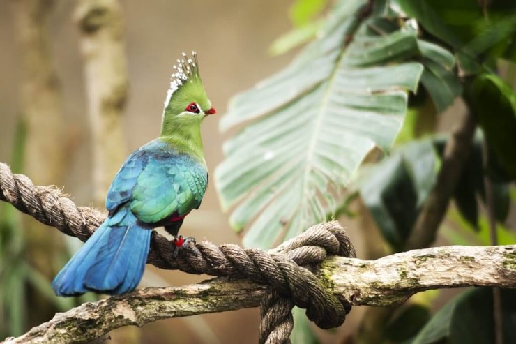 смарагдовий Турак, птах