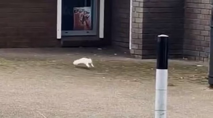 альбинос белка