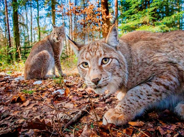дика рись, Беремицьке, природний парк