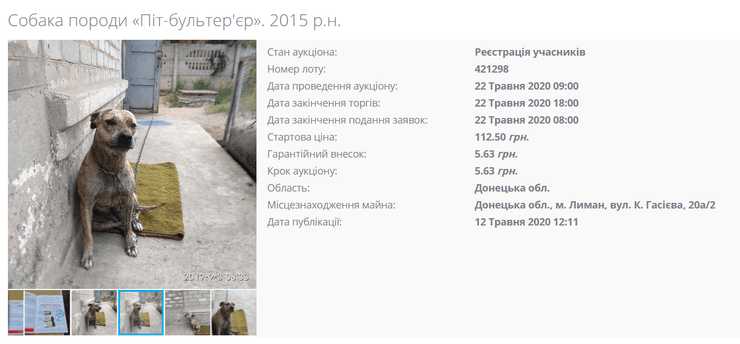 объявление о продаже собаки на сетам