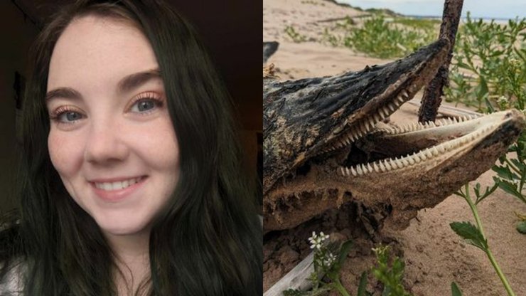 Знайшла морське чудовисько, морське чудовисько, дивна істота, викинуло на пляж, гострі зуби, дельфін,