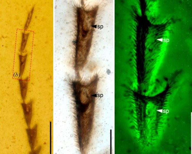 светлячок, жук, насекомое