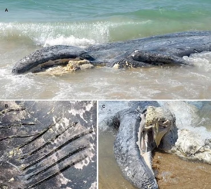 косатка кит напад