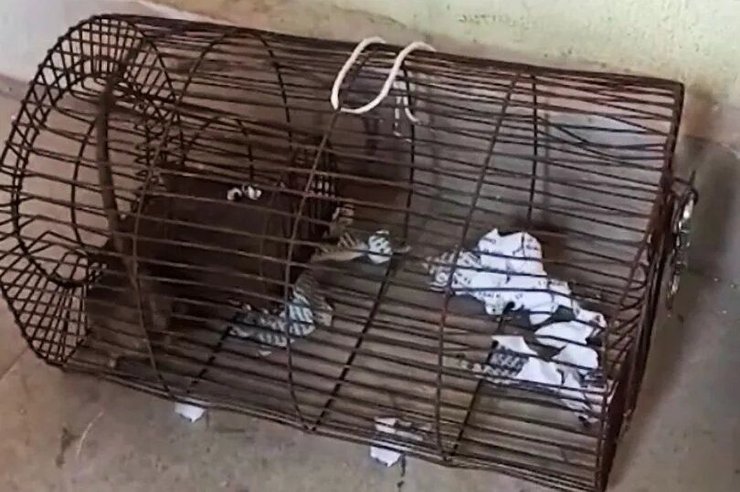 Крыса выпила алкоголь, крыса выпила 60 бутылок, спиртное, грызуны в полицейском участке, уничтожили улики, нелегальный алкоголь