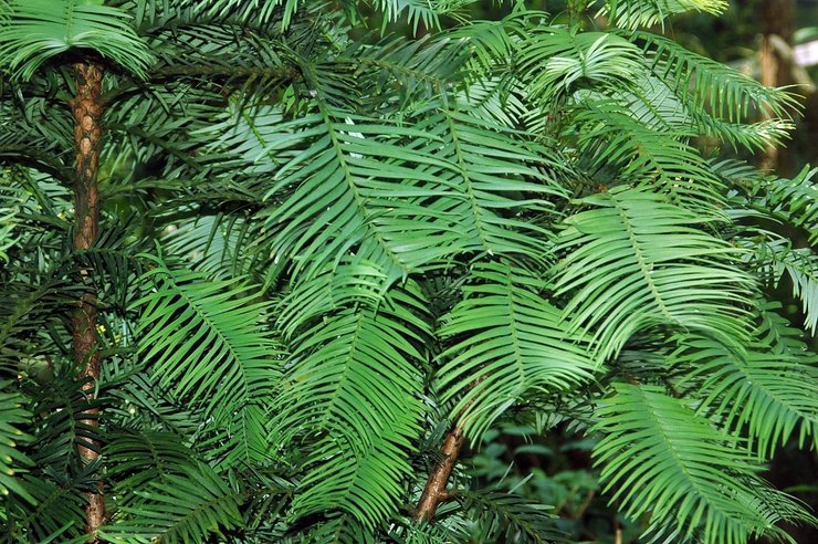 сосни воллемії