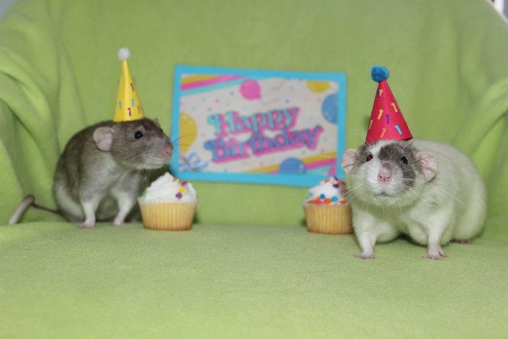 Крысы, День рождения