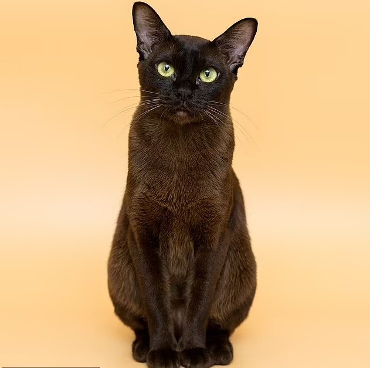 коти, кішки, бірманська кішка