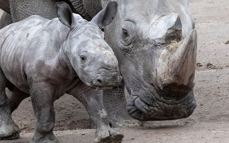 фото, белые носороги