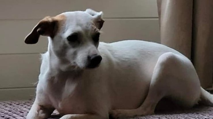 собака Милли, которую вытащили из воды