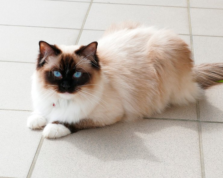 коти, кішки, регдол