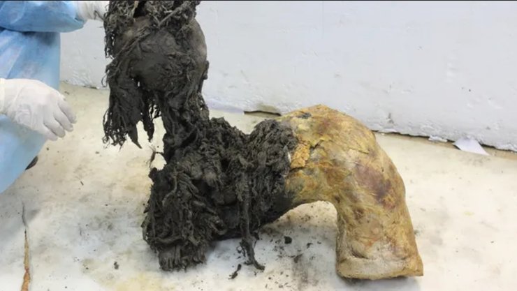 мамонт Юка РНК