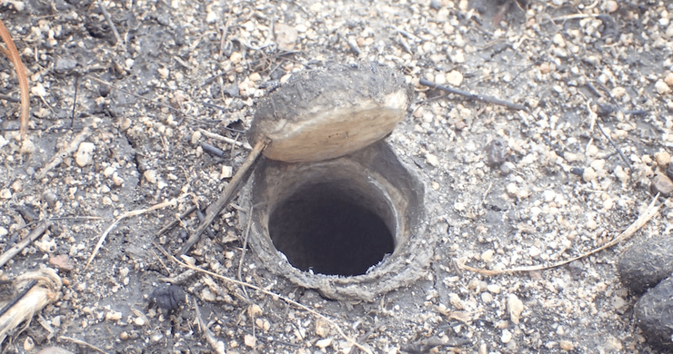 Нора, земля, чернозем