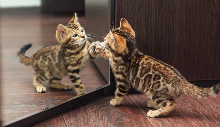 Кіт, кішка, кошеня, домашня тварина,