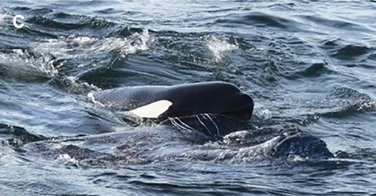 напад косатки кити