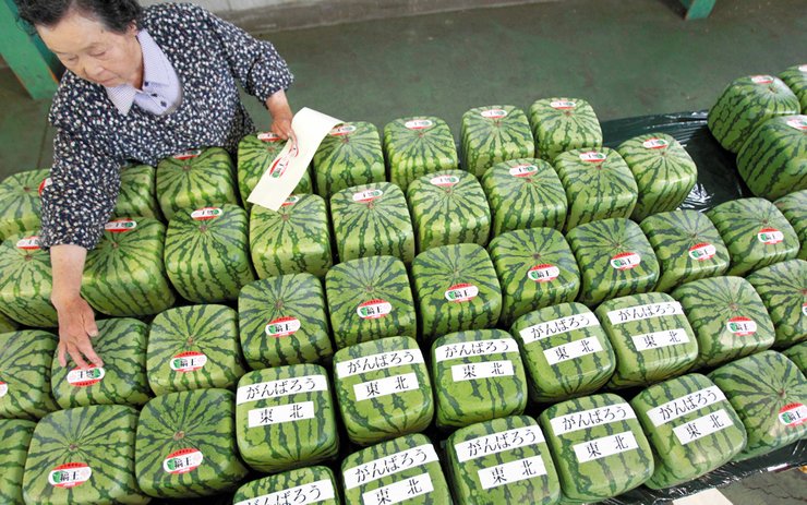 фото, квадратные арбузы